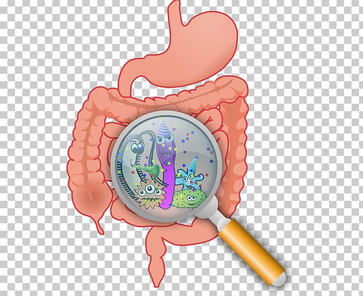 Gastrointestinal Tract Health Digestion Probiotic Gut Flora PNG, Clipart, Baby Toys, Bacteria Cliparts Png, Digestion, Disease, Food Free PNG Download
