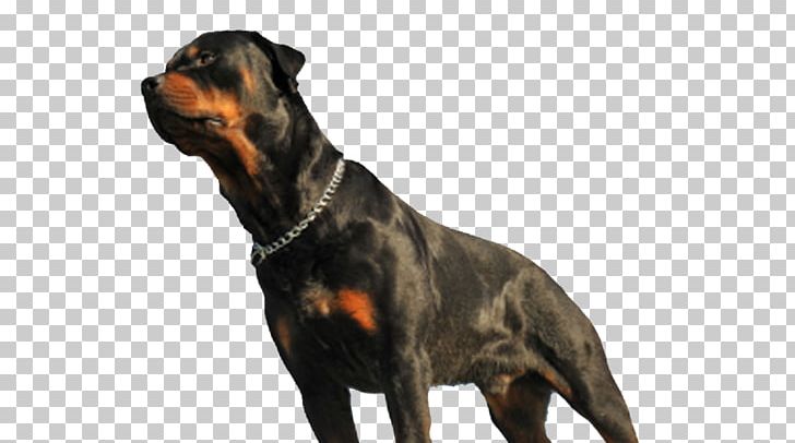 Rottweiler Dog Breed Dog Bite Snout PNG, Clipart, Breed, Carnivoran, Character Structure, Description, Dog Free PNG Download
