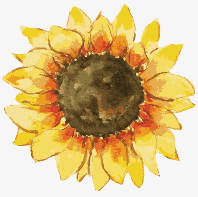 Sunflower PNG, Clipart, Hand, Hand Painted, Painted, Sunflower, Sunflower Clipart Free PNG Download