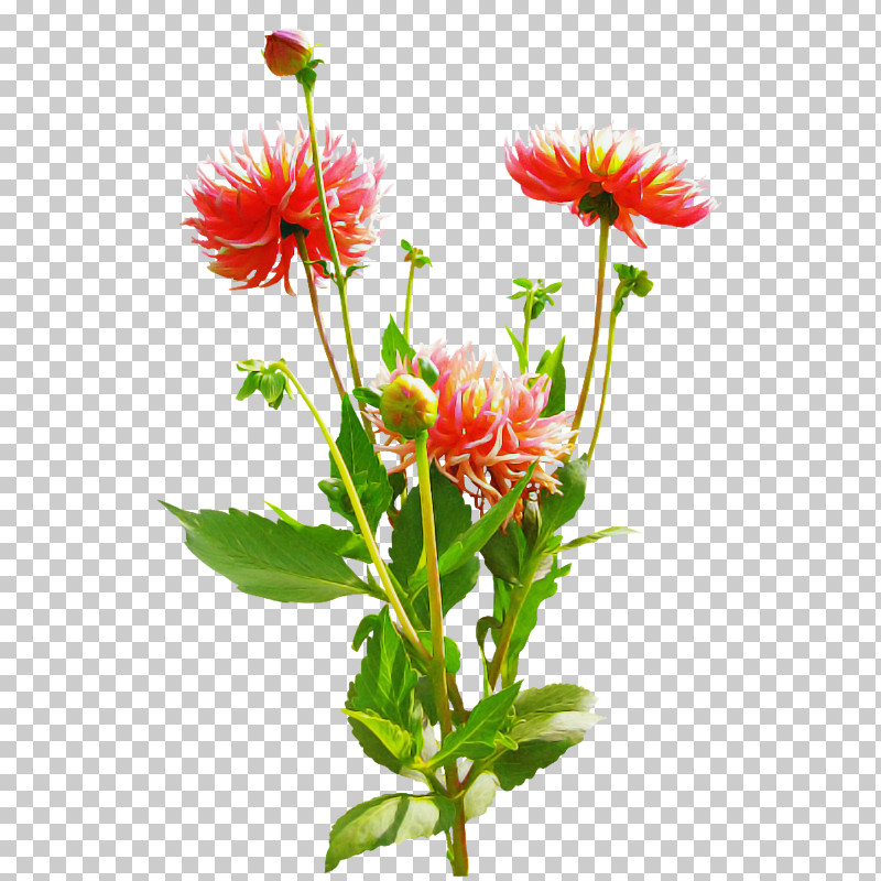 Floral Design PNG, Clipart, Annual Plant, Biology, Blanket Flowers, Chrysanthemum, Cut Flowers Free PNG Download