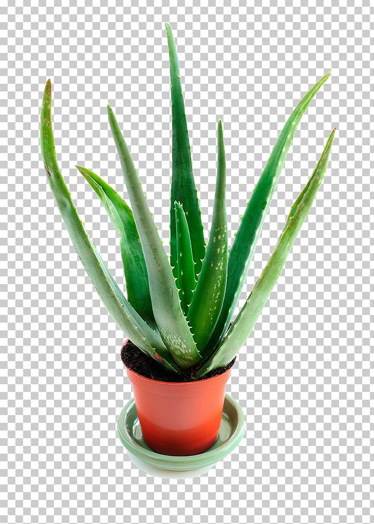 Aloe Vera Stock Photography Houseplant Succulent Plant PNG, Clipart, Aloe, Aloe Leaf, Aloe Vera Potted, Aloe Vera Pulp 12 0 1, Can Stock Photo Free PNG Download