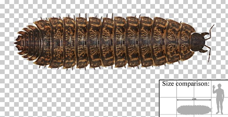 Arthropleura Archelon Carboniferous Length Millipede PNG, Clipart, Archelon, Arthropleura, Arthropod, Carboniferous, Centimeter Free PNG Download