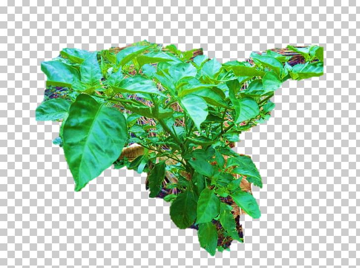 Basil Flowerpot Leaf PNG, Clipart, Basil, Flowerpot, Herb, Leaf, Others Free PNG Download