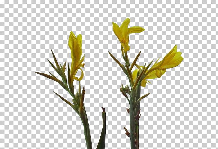 Canna Indica Flower Painting PNG, Clipart, Beautiful, Beautiful Flowers, Big, Big Flower, Branch Free PNG Download