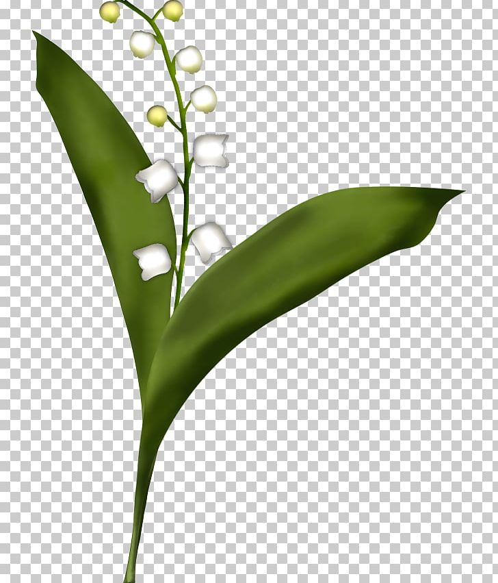 Lily Of The Valley Flower Drawing Painting Leaf PNG, Clipart, Art, Bon Week, Coloring Book, Composition, Drawing Free PNG Download