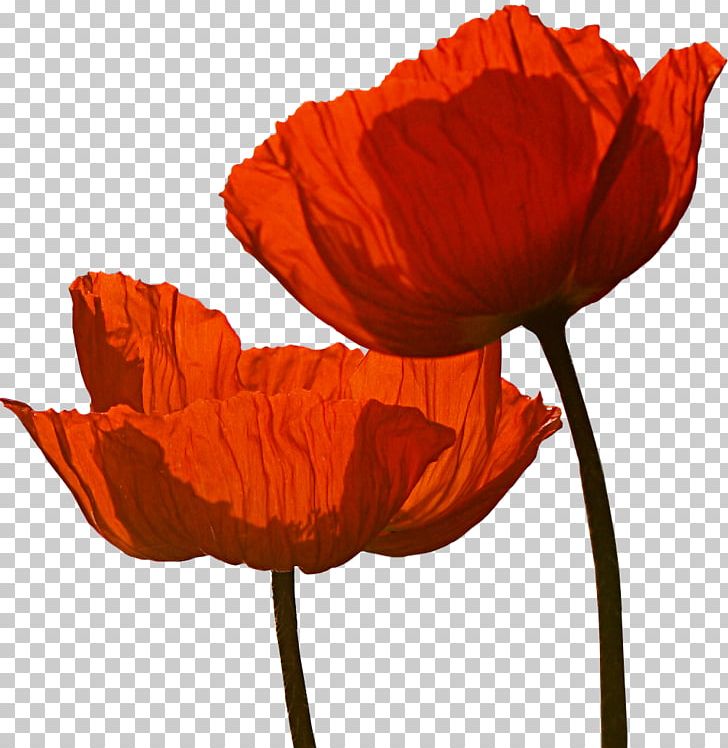 Poppies Martinborough Wine Anzac Day Armistice Day PNG, Clipart, April 25, Cenotaph, Coquelicot, Flower, Flowering Plant Free PNG Download