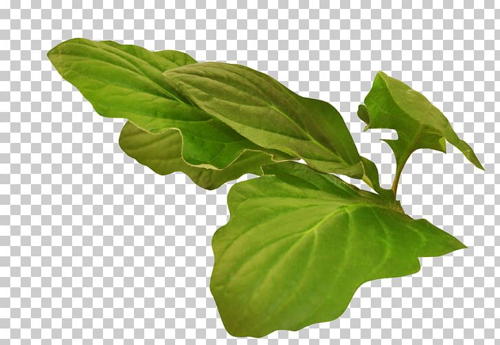 Basil Leaf Plant Stem Tree PNG, Clipart, Basil, Herb, Leaf, Leaf Vegetable, Plant Free PNG Download