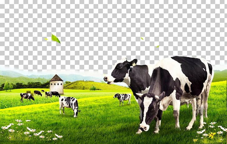 Dairy Cattle PNG, Clipart, Advertising, Agriculture, Animals, Calf, Cartoon Cow Free PNG Download