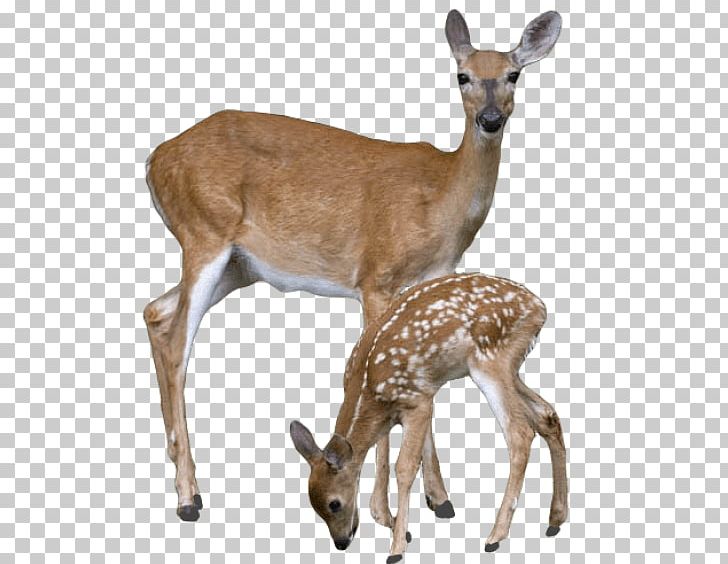Deer Antler PNG, Clipart, Animals, Antelope, Antler, Deer, Deer Clipart Free PNG Download