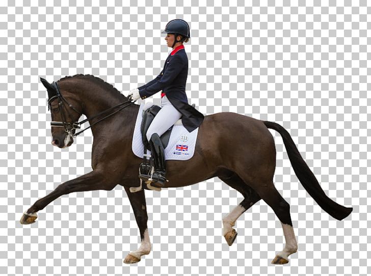 Horse Equestrian Dressage English Riding Bridle PNG, Clipart, Animals, Animal Sports, Animal Training, Bit, Charlotte Dujardin Free PNG Download