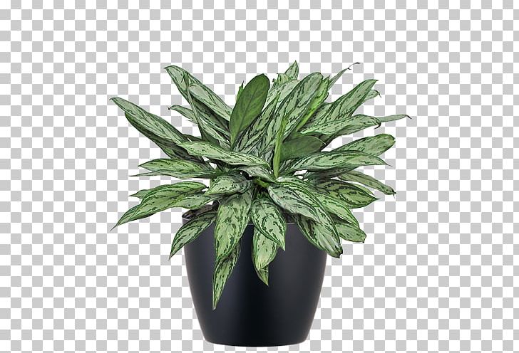 Chinese Evergreens Houseplant Philippine Evergreen Flowerpot PNG, Clipart, Calatheas, Chinese Evergreens, Evergreen, Fatshedera Lizei, Flowerpot Free PNG Download