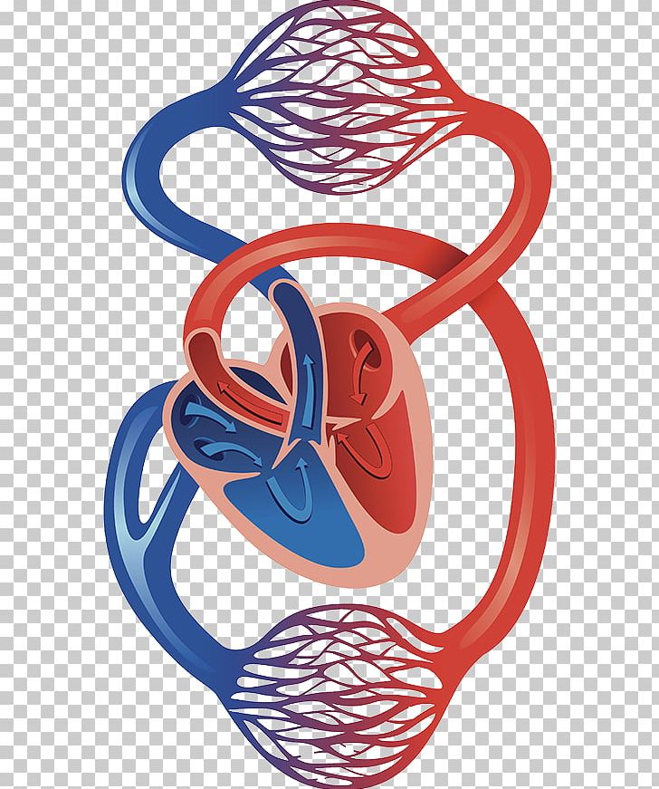 Circulatory System Cardiovascular Disease Artery Capillary Heart PNG, Clipart, Area, Artery, Blood, Blood Vessel, Capillary Free PNG Download