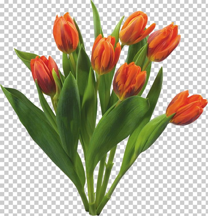 Flower Bouquet Tulip Desktop PNG, Clipart, Bud, Bulb, Computer Icons, Cut Flowers, Desktop Wallpaper Free PNG Download