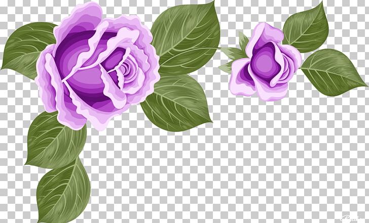 Garden Roses Cut Flowers Centifolia Roses Purple PNG, Clipart, Centifolia Roses, Cut Flowers, Flower, Flowering Plant, Garden Free PNG Download