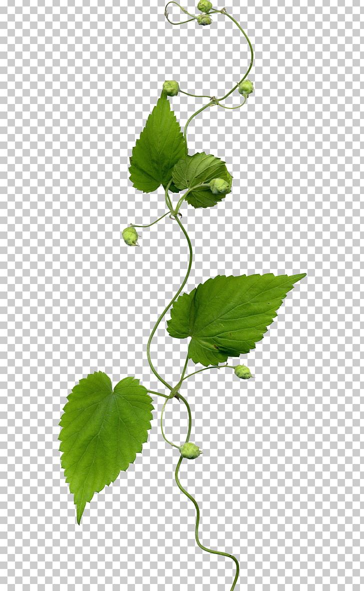 Leaf Branch Others PNG, Clipart, Annual Plant, Branch, Computer Graphics, Digital Image, Download Free PNG Download