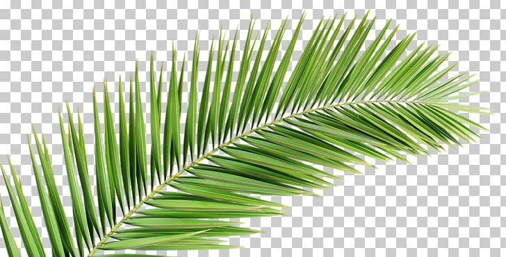 Palm Branch Arecaceae Leaf Frond PNG, Clipart, Arecaceae, Arecales, Beach, Borassus Flabellifer, Elaeis Free PNG Download
