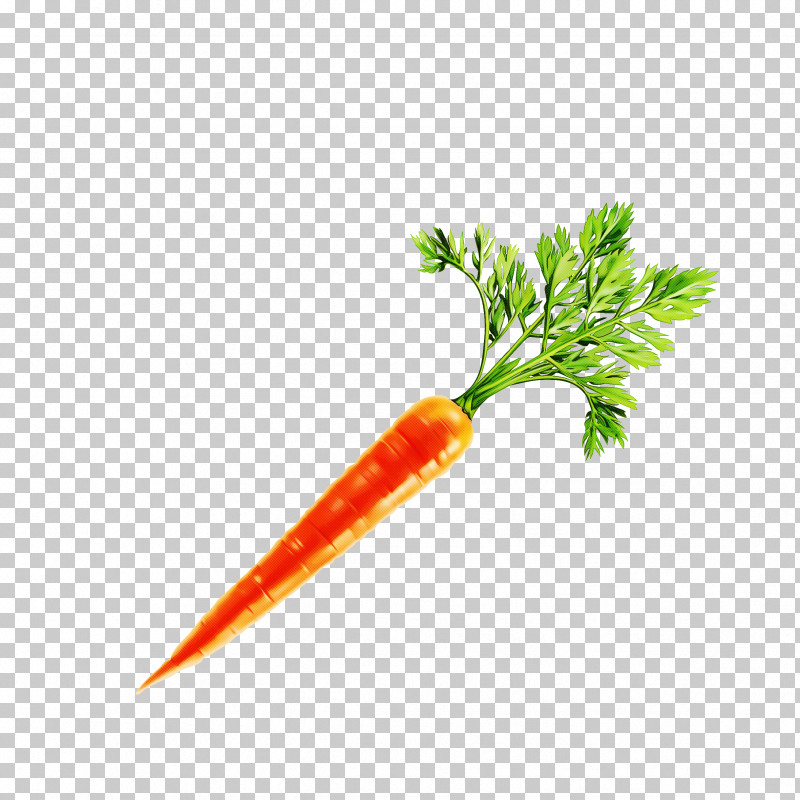 Parsley PNG, Clipart, Baby Carrot, Carrot, Celery, Food, Leaf Vegetable Free PNG Download