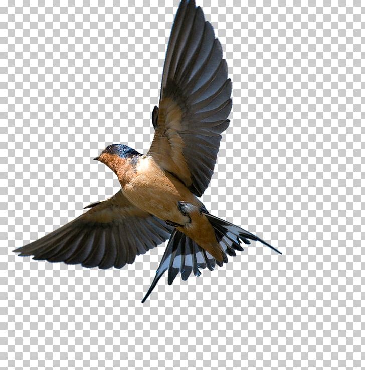 Barn Swallow Bird Southern Rough-winged Swallow Tree Swallow PNG, Clipart, Animal, Animals, Barn Swallow, Beak, Bird Free PNG Download