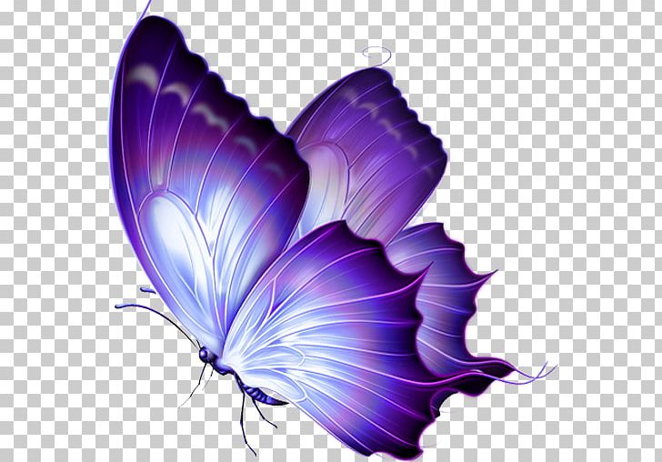 Butterfly Papillon Dog PNG, Clipart, Animal, Arthropod, Butterfly, Desktop Wallpaper, Drawing Free PNG Download