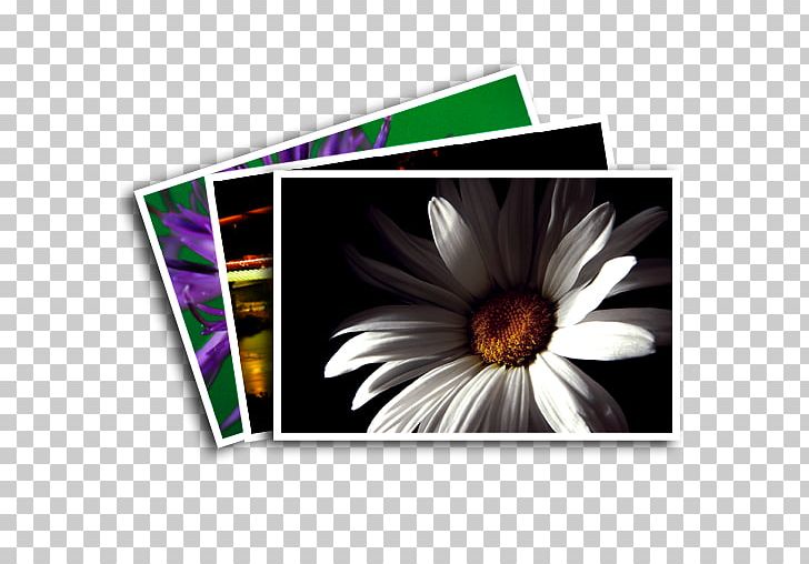 Daisy Family Rectangle Computer Icons Common Daisy PNG, Clipart, Common Daisy, Computer Icons, Daisy Family, Family, Flower Free PNG Download