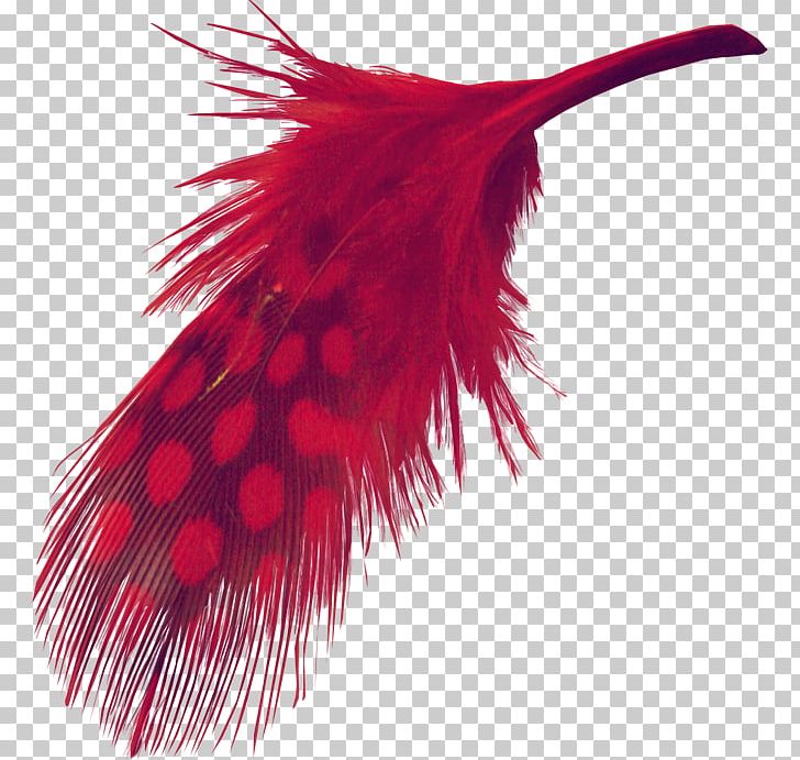 Feather PNG, Clipart, Animals, Brown, Color, Down, Editing Free PNG Download