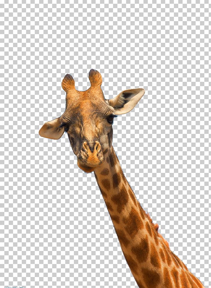 Northern Giraffe Head Gratis PNG, Clipart, Africa, Animals, Deer Head, Download, Drawing Free PNG Download