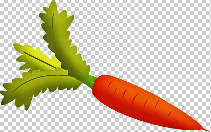 Leaf Carrot Plant Flower Vegetable PNG, Clipart, Carrot, Flower, Leaf, Plant, Vegetable Free PNG Download
