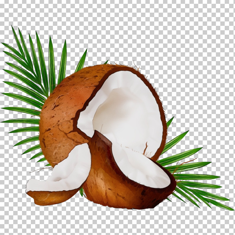 Coconut PNG, Clipart, Coconut, Flowerpot, Paint, Watercolor, Wet Ink Free PNG Download