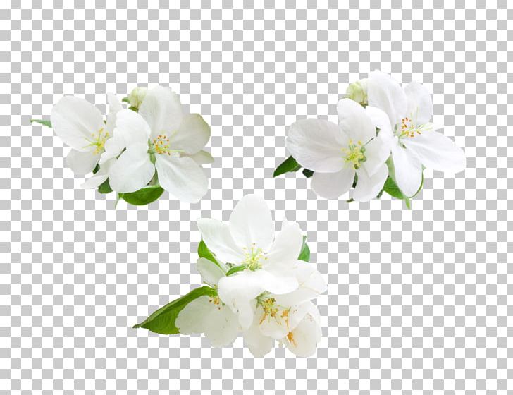 Apple Flower Computer File PNG, Clipart, Apple Flower, Apple Vector, Blossom, Branch, Cherry Blossom Free PNG Download