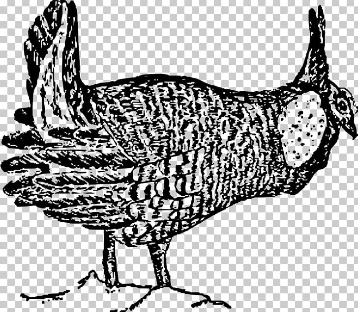 Rooster Chicken Bird Prairie Drawing PNG, Clipart,  Free PNG Download
