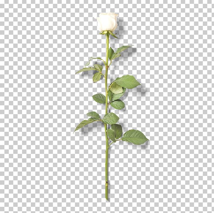 Beach Rose Flower PNG, Clipart, Backgroun, Background, Black White, Branch, Flower Free PNG Download