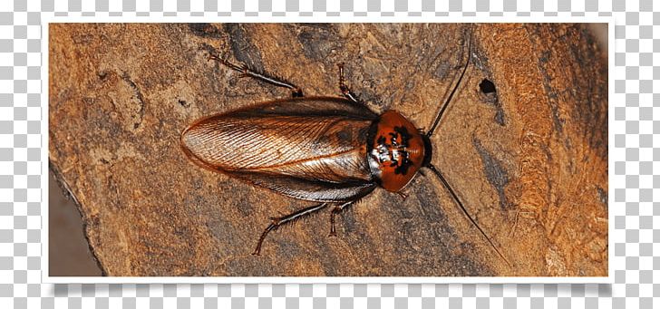 Cockroach Ger Nay Pest Control Termite PNG, Clipart, Acari, Arthropod, Beetle, Blaberus, Cockroach Free PNG Download