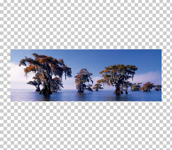 Jigsaw Puzzles Bald Cypress Game Cupressus Landscape PNG, Clipart, Alexander Von Humboldt, Bahamian Dollar, Bald Cypress, Cupressus, Ecosystem Free PNG Download