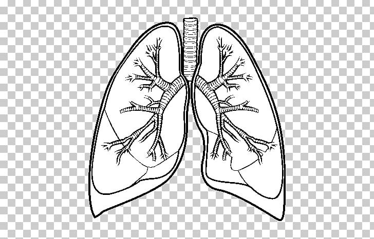 Lung Drawing Bronchus Human Body PNG, Clipart, Angle, Area, Art, Artwork, Breathing Free PNG Download