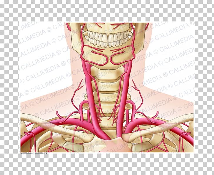 Neck Artery Anatomy - Anatomy Diagram Book