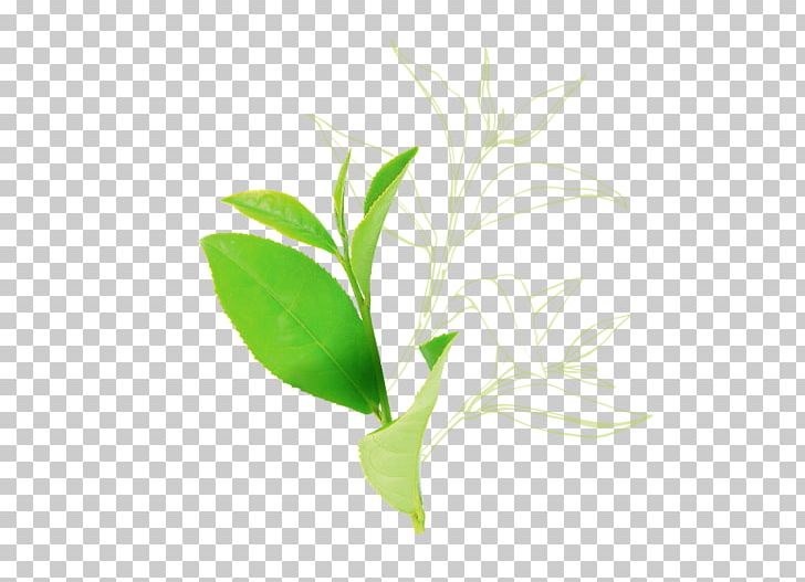 Tea Plant Leaf Seed Oil Plant Stem Herb PNG, Clipart, Aloe Vera, Branch, Camellia, Computer Wallpaper, Drumstick Tree Free PNG Download