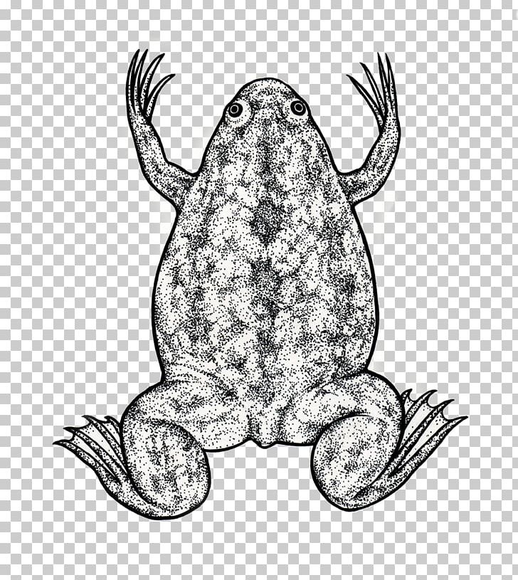 Toad Frog Biology Science Illustration PNG, Clipart, Amphibian, Animal, Animals, Art, Biology Free PNG Download