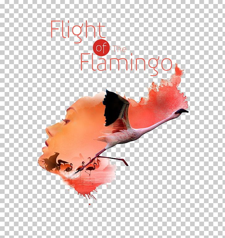Flight Of The Flamingo Graphic Design Poster Designer PNG, Clipart, Art, Cover, Designer, Download, Face Free PNG Download
