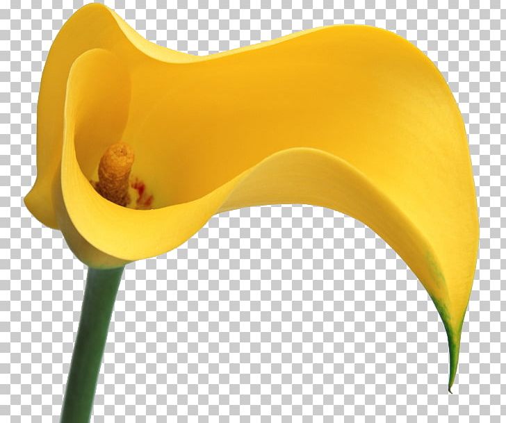 Flower Bog Arum PNG, Clipart, Blog, Bog Arum, Calla Lily, Flower, Internet Free PNG Download