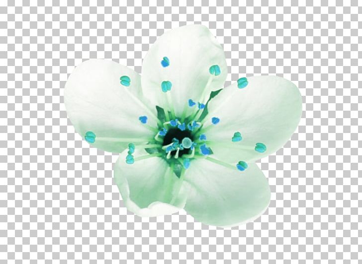 Flower Petal Blume PNG, Clipart, Aqua, Blume, Cicek, Cicek Resimleri, Fleur Free PNG Download