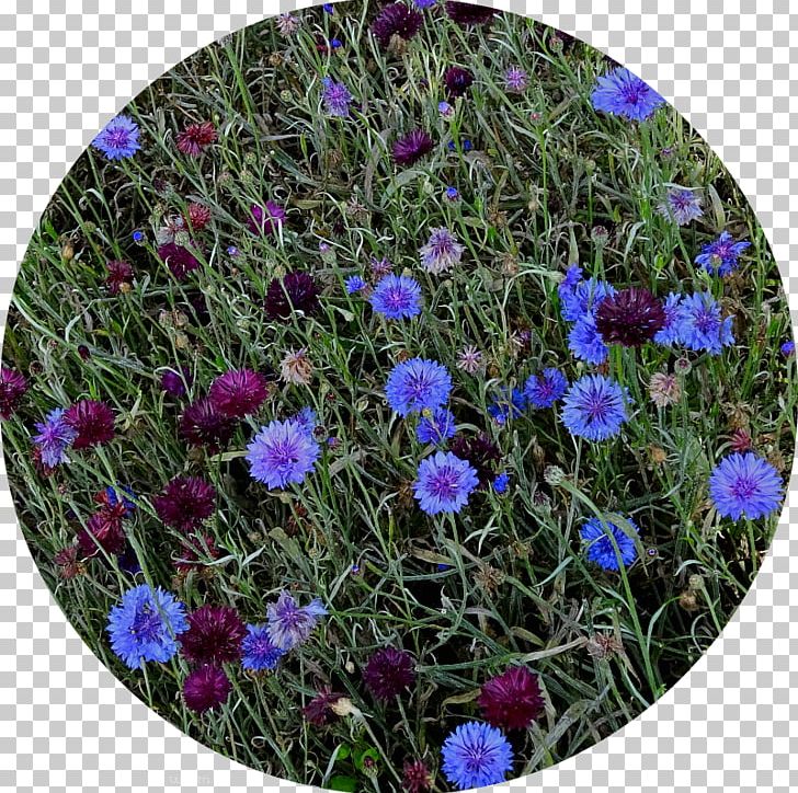 Groundcover Lawn Wildflower Annual Plant Shrub PNG, Clipart, Annual Plant, Aster, Blue, Flower, Flowering Plant Free PNG Download