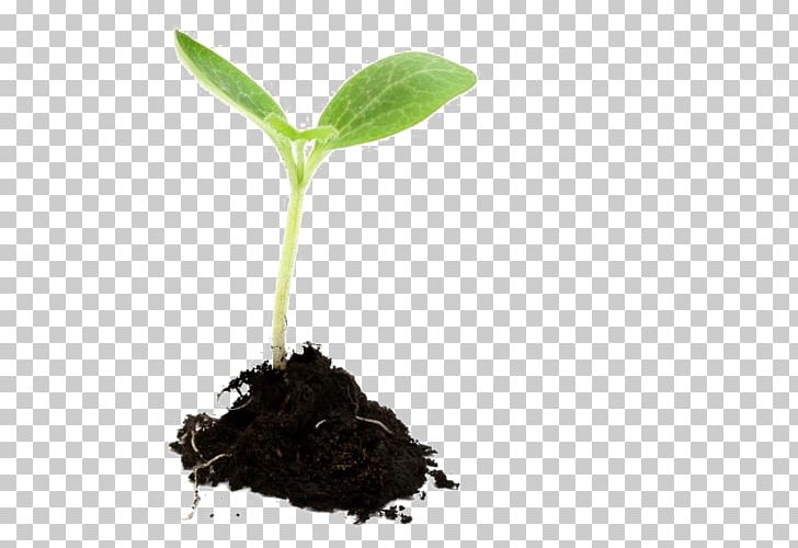 Growing Plants Seedling Sowing PNG, Clipart, Coffee, Flower, Germination, Grow, Growing Plants Free PNG Download