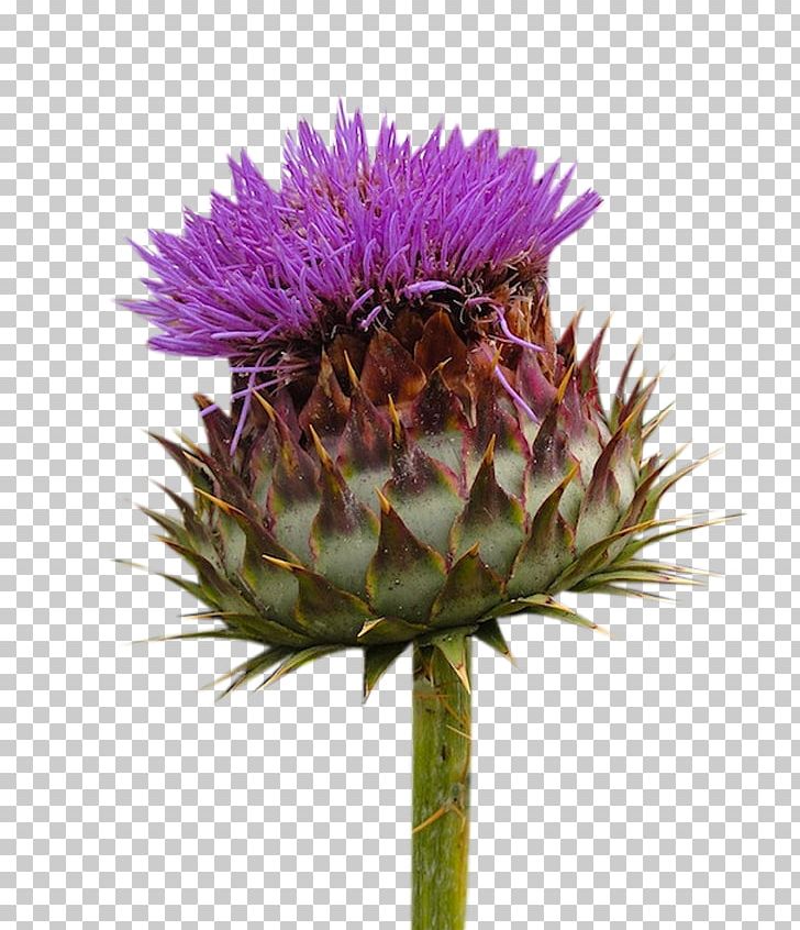 Milk Thistle Flowers Material PNG, Clipart, Artichoke, Artichoke Thistle, Cardoon, Computer Icons, Cynara Free PNG Download