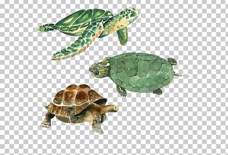 Turtle Cheloniidae Watercolor Painting Drawing Tortoise PNG, Clipart, Animal, Animals, Art, Color, Delta Zeta Free PNG Download