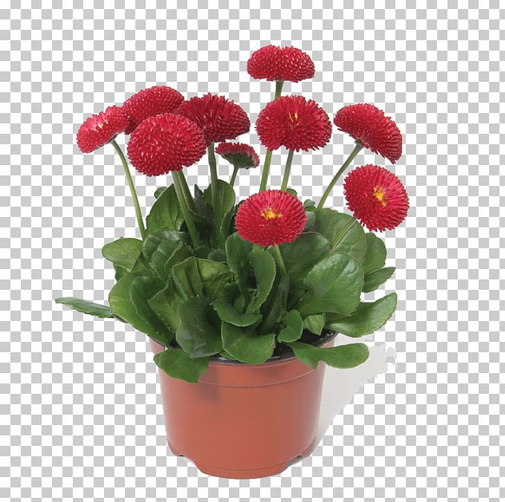 Common Daisy Chrysanthemum Flower Bonsai Seed PNG, Clipart, Annual Plant, Artificial Flower, Bellis, Bouquet, Chrysanths Free PNG Download