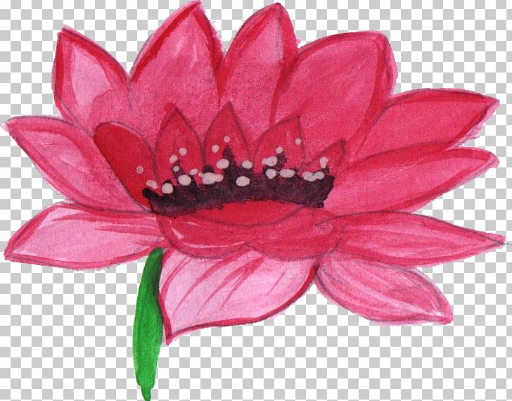 Flower Petal Pseudanthium Watercolor Painting PNG, Clipart, Blue, Cut Flowers, Flower, Flowering Plant, Magenta Free PNG Download