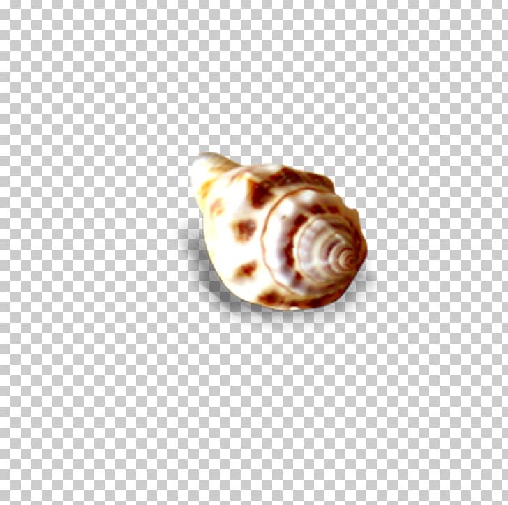 Seashell Sea Snail Conch PNG, Clipart, Adobe Illustrator, Beach, Beach Elements, Body Jewelry, Cartoon Conch Free PNG Download