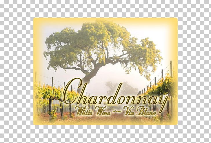 Wine Country Common Grape Vine Mural Drawing PNG, Clipart, Chard, Common Grape Vine, Drawing, Food Drinks, Grass Free PNG Download