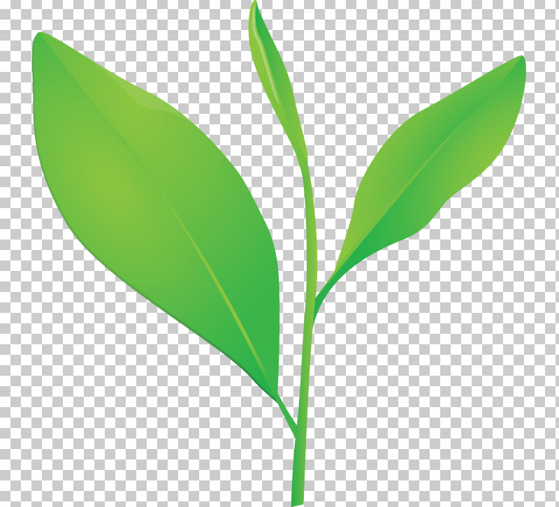 Tea Leaves Leaf Spring PNG, Clipart, Flower, Grass, Green, Leaf, Lily Of The Valley Free PNG Download
