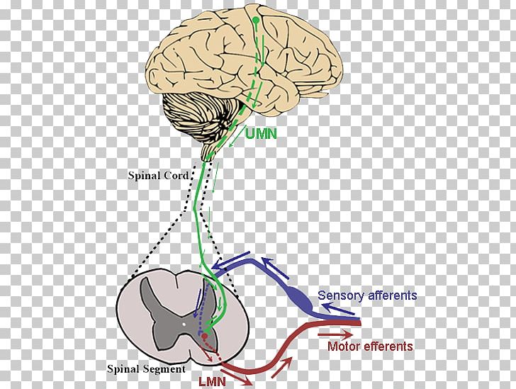 Brain Amyotrophic Lateral Sclerosis Upper Motor Neuron Lower Motor Neuron PNG, Clipart, Alpha Motor Neuron, Amyotrophic Lateral Sclerosis, Brain, Central Nervous System, Disease Free PNG Download